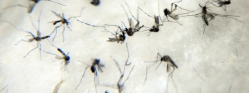 Casos confirmados de dengue diminuem em BH aps correo no sistema da Secretaria de Sade